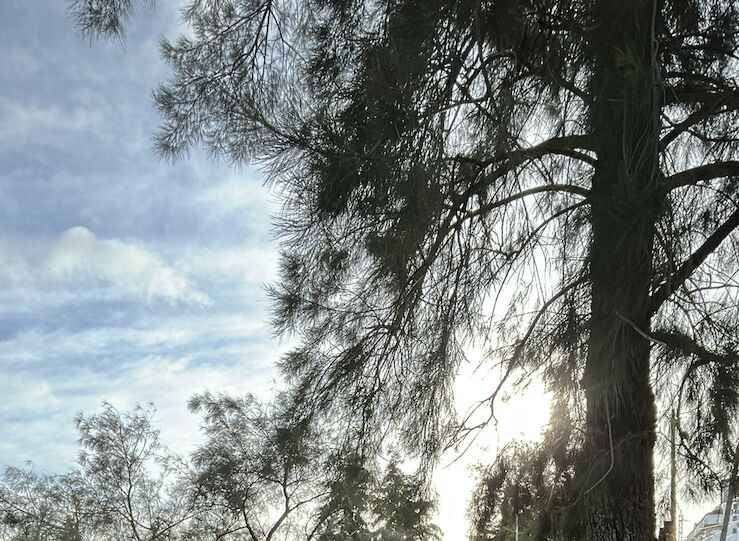 La Polica Local de Mrida atiende 256 llamadas e incidentes ocasionados por Kristin