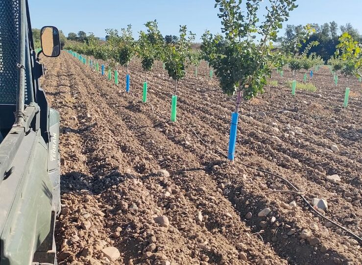 Sancorganic concluye el procesamiento de sus primeros 4000 kilos de pistacho ecolgico