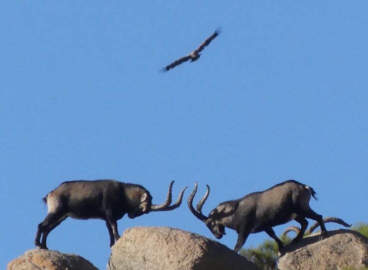 Reservas caza de Junta celebran esta temporada 165 acciones cinegticas con 585 capturas