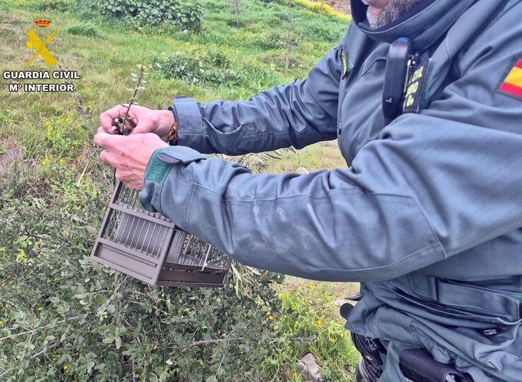 La Guardia Civil sorprende a un vecino de Mrida cazando jilgueros con pegamento