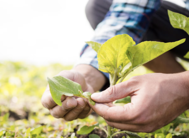 Fertilizantes agrcolas y regulacin en Espaa