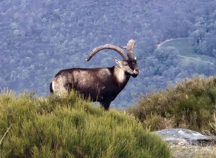 Oferta pblica caza de Junta recibe 8010 solicitudes un 15 ms que temporada anterior