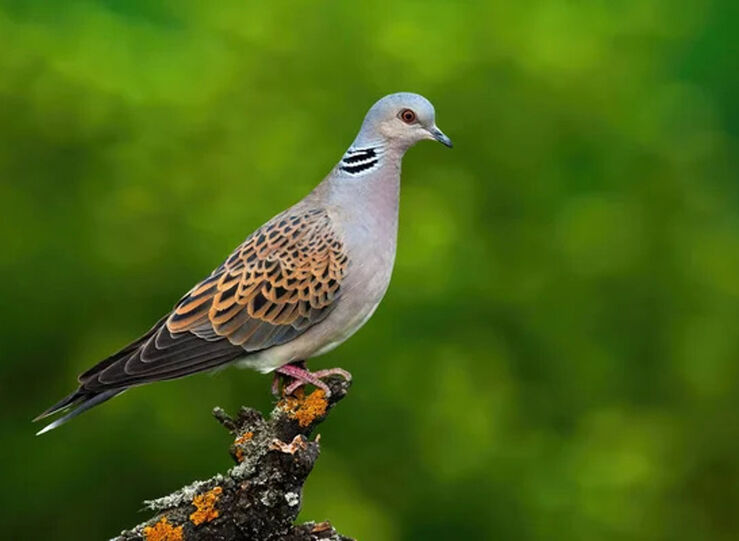 Junta abre plazo para que cotos se inscriban en un Plan de Caza Adaptativa de la trtola 