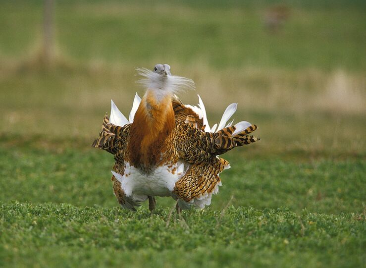 Aragn y Extremadura impulsan modelos agrarios compatibles con biodiversidad en Red Natura