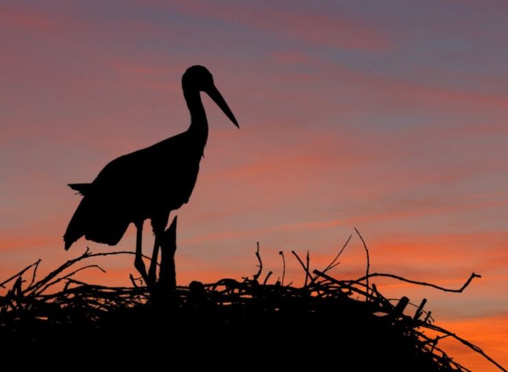 Ayudas de Junta para conservar especies protegidas en explotaciones agrarias y ganaderas