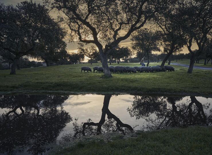 La montanera 20252026 crece 3 y rompe tendencia de ajuste de las tres ltimas campaas