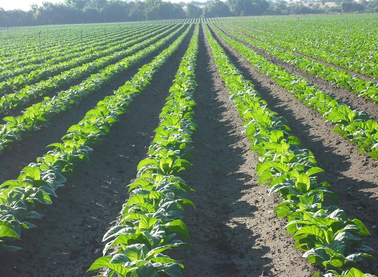 UPAUCE reivindica importancia econmica y social del cultivo tabaco en zonas Extremadura