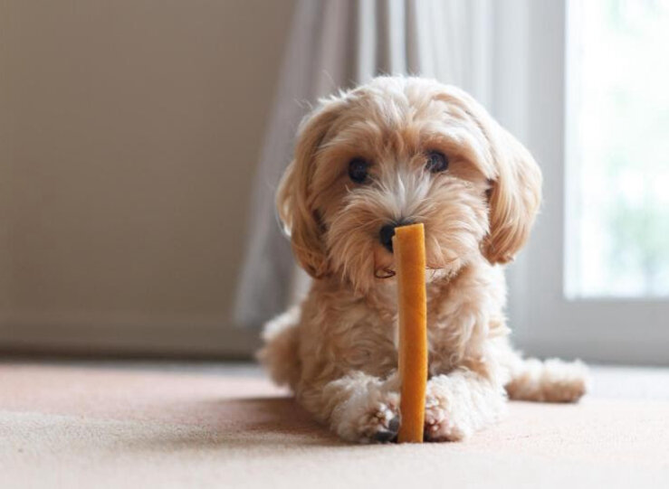 Refuerza la salud de tu mascota con estos snacks