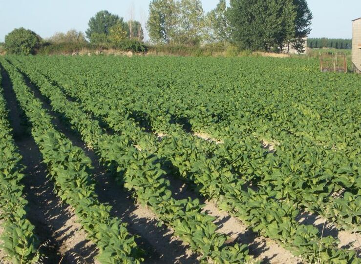 Casi 500 tabaqueros extremeos reciben ms de 5M ayuda a Produccin Integrada de Tabaco