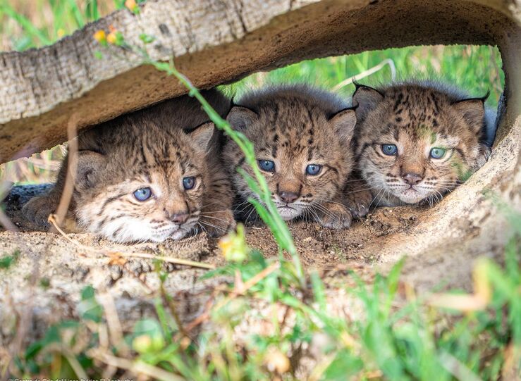 Temporada de cra del lince ibrico en 2026 concluye con el nacimiento de 15 cachorros 