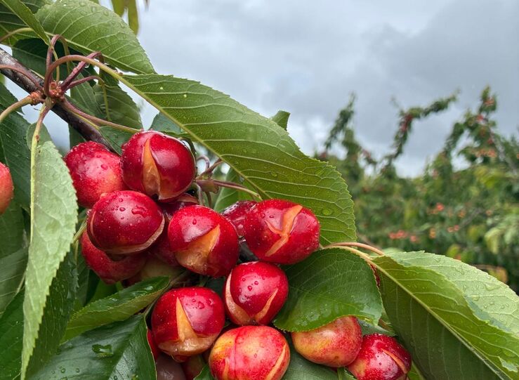 UPAUCE pide a la Junta que incluya al sector de la cereza en las ayudas por las borrascas