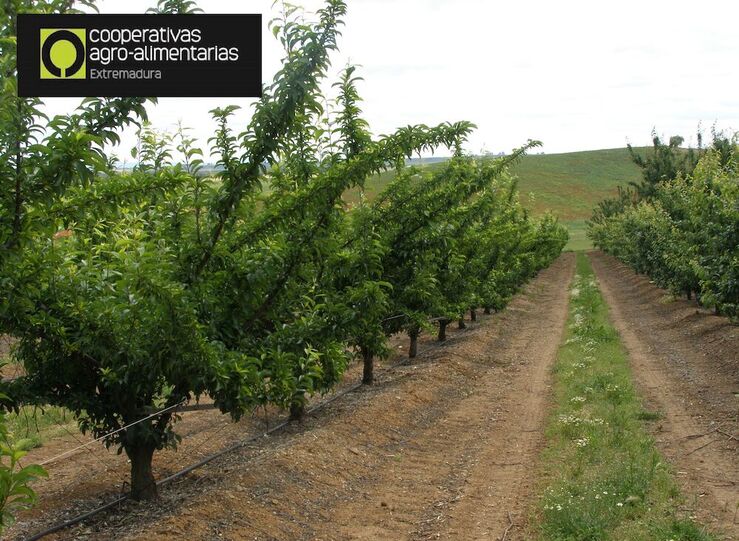 Cooperativas prev produccin superior a 266000 toneladas en esta campaa fruta de hueso
