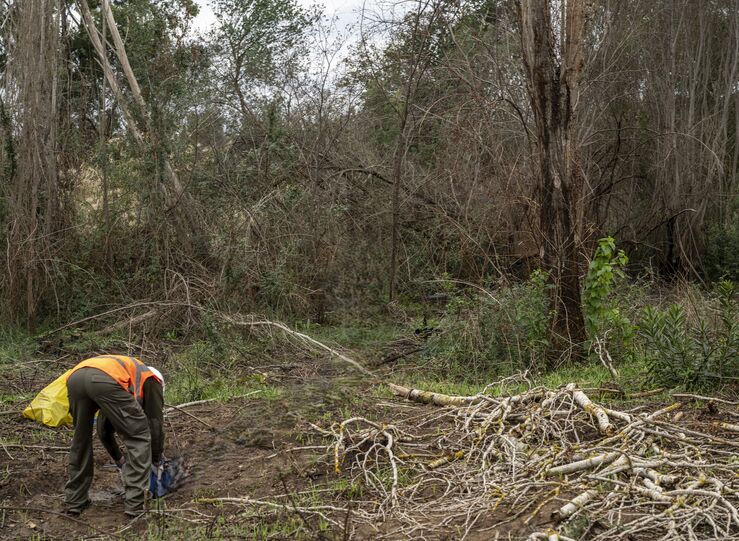 La CHG licita trabajos de saneamiento forestal en canales y embalses de la cuenca