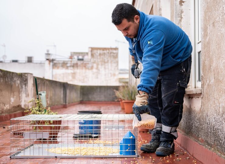 Ayuntamiento de Mrida licita instalacin de 50 jaulas para controlar poblacin de palomas