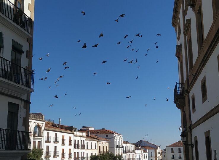 Cceres contratar empresa especializada para el control de las palomas en el casco urbano