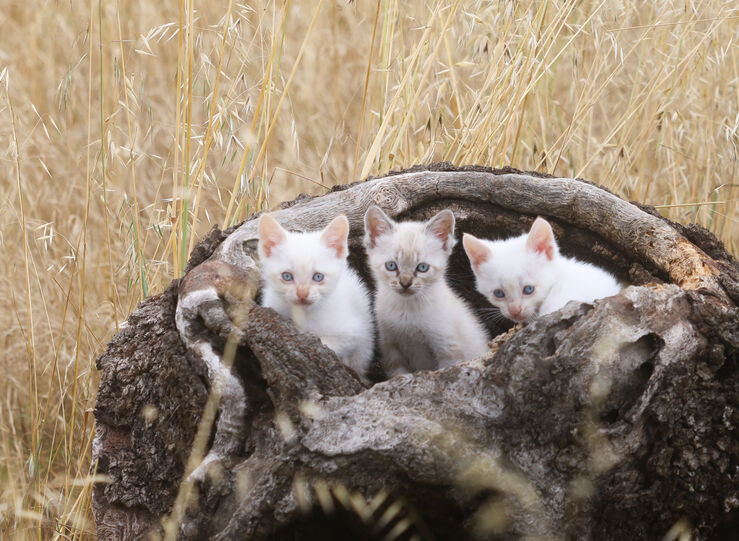 Plataforma ProAnimalEx inicia campaa esterilizacin gatos en regin para evitar abandono