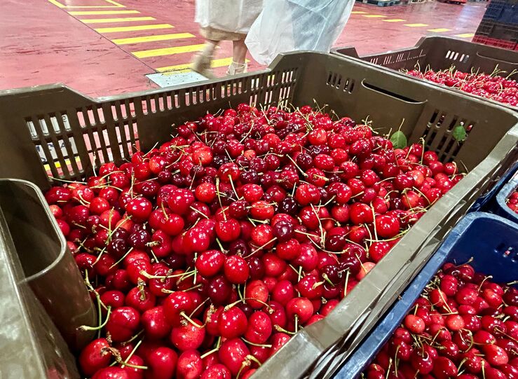 Extremadura eleva las ayudas a los seguros agrarios en 2026