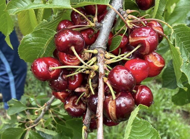UPAUCE ve parche ayudas extraordinarias aprobadas por la Junta para el campo extremeo