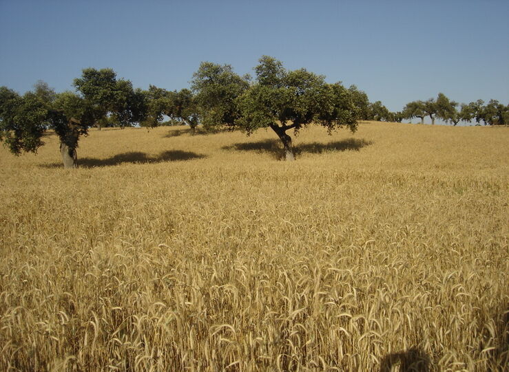 APAG Extremadura Asaja pide medidas efectivas contra merma en produccin del cereal 