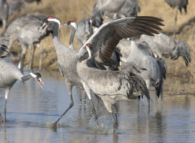 Ecologistas ofrecen medidas para evitar propagacin de gripe aviar por migracin grullas