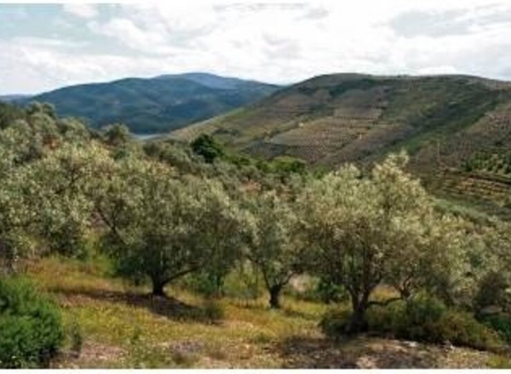 Ampliado plazo ejecucin para los PSTD Comarca de Olivenza y Sierra de GataLas Hurdes