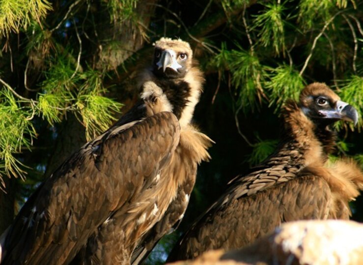 Capacidad migratoria del buitre negro le deja recorrer ms de 4000 kilmetros en un mes