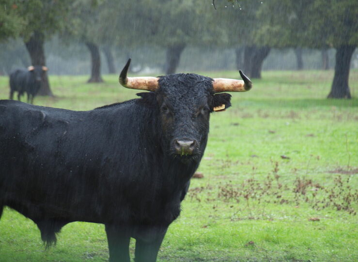 Resolucin convocatoria de ayudas en apoyo y fomento de la cultura taurina en Extremadura 