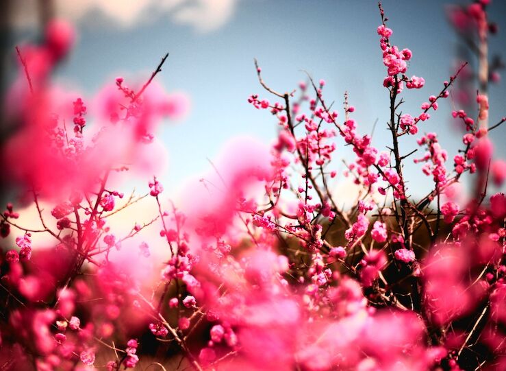 Los alerglogos alertan de niveles de polen de gramneas muy elevados esta primavera