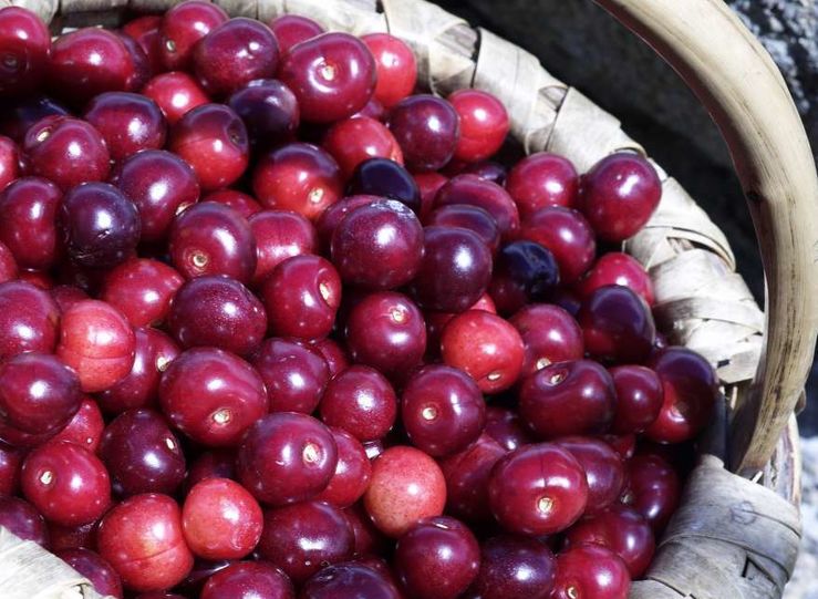 Junta espera que para noviembre se apruebe nuevo mdulo de seguro agrario para las cerezas