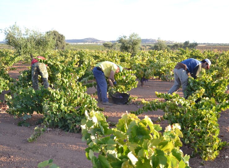 APAG Extremadura Asaja reprocha tardanza a bodegas vino