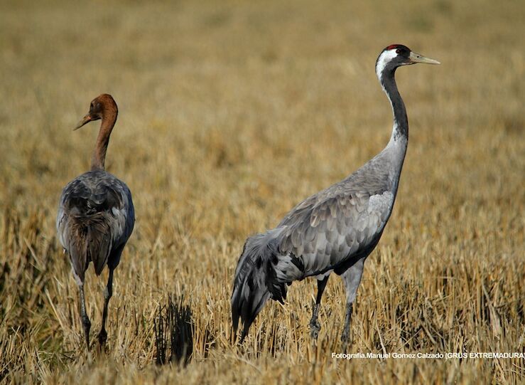 Ecologistas en Accin pide que reabra el centro de interpretacin de Navalvillar de Pela 