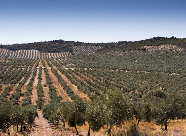 Tratamiento contra mosca olivo en comarca IboresVilluercas