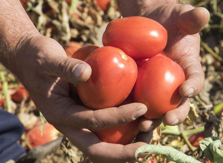 UPAUCE rechaza reducir la superficie de cultivo de tomate