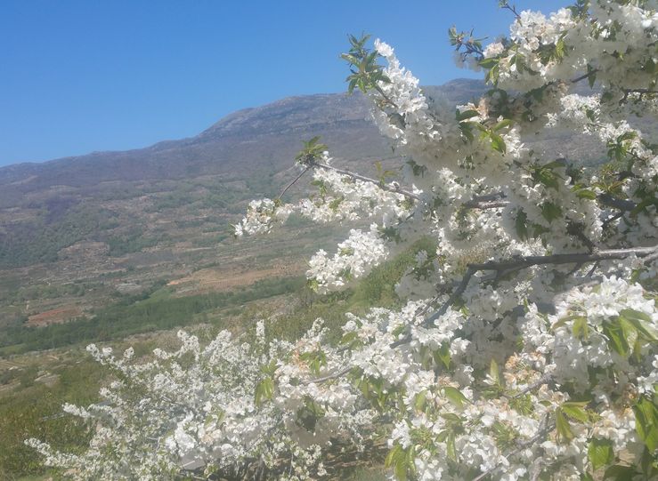 La floracin de los cerezos del Valle del Jerte comenzar a mediados de esta semana 