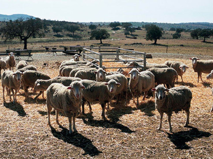 UPAUCE pide sacar del cajn norma etiquetado origen ovino