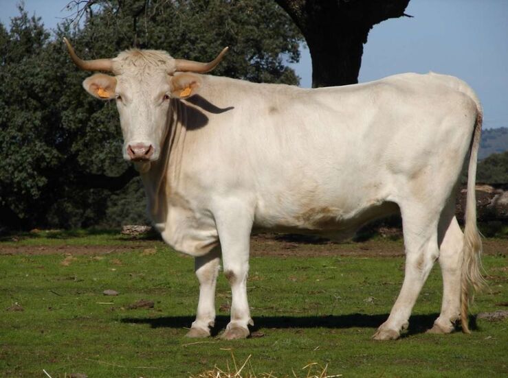 La vaca Blanca Cacerea raza cien por cien autctona