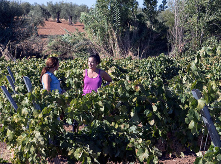 UPAUCE pide a Junta convocar una mesa del sector de la uva 
