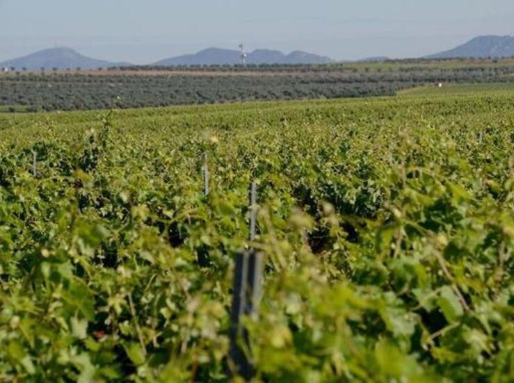 La Unin denuncia los viticultores mayores de 40 aos no podrn reestructurar sus viedos
