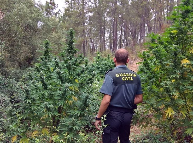 Intervenidas ms de cien plantas marihuana ocultas en explotaciones forestales deprovincia