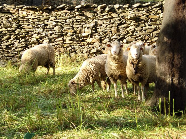 UPAUCE reclama que futura PAC priorice al sector del ovino ante cada consumo interno