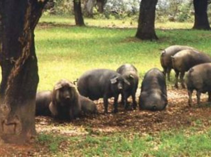 Tres granjas de Badajoz optan al Porc dOr Ibrico especial del Ministerio de Agricultura