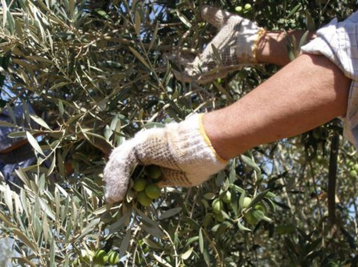 Deoleo firma nuevas alianzas para impulsar la sostenibilidad del aceite de oliva 