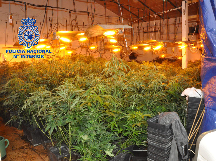 Dos jvenes detenidos por cultivar cerca de 700 plantas de marihuana en Mrida