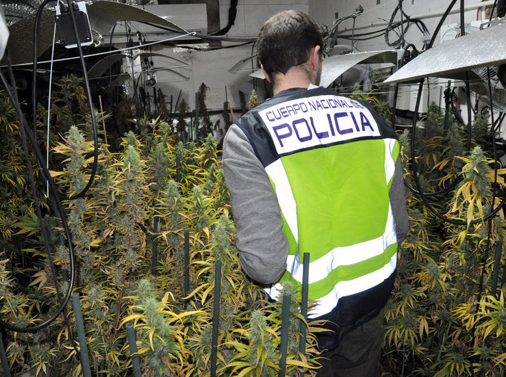 Cuatro detenidos como responsables de una plantacin de marihuana en Mrida de 597 plantas
