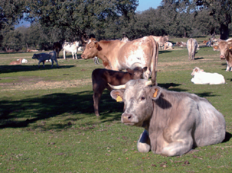 La Junta abona la ayuda a la vaca nodriza con un importe total de 372 millones de euros