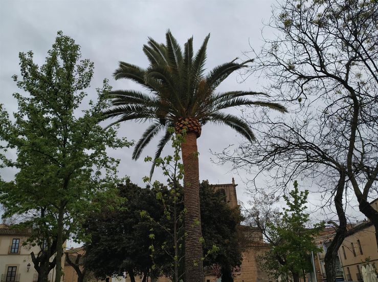 Unas 225 palmeras de Cceres se sometern a tratamiento fitosanitario contra picudo rojo