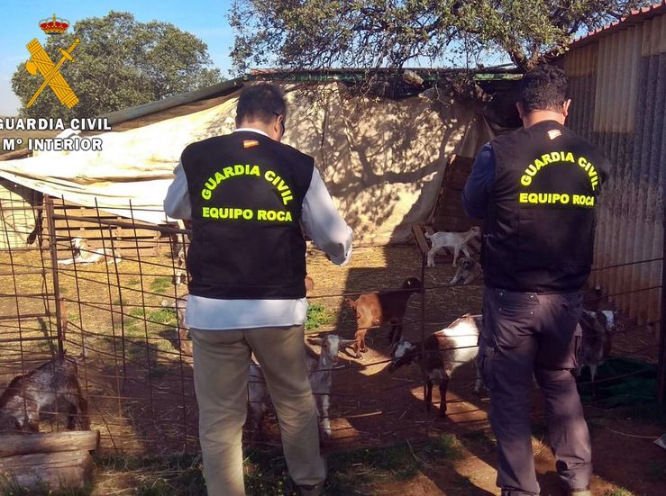 Investigado un ganadero de Arroyo por simular el robo de 50 cabras para cobrar el seguro