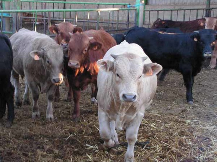 Convocatoria de ayudas a la repoblacin en explotaciones de ganado bovino ovino y caprino