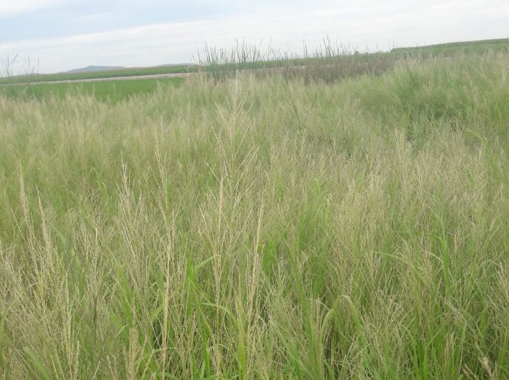 La Unin Extremadura alerta de la destruccin de arrozales en la regin