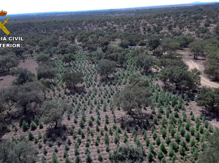 Desmantelada en Alcuscar la mayor plantacin marihuana de Extremadura con 22000 plantas